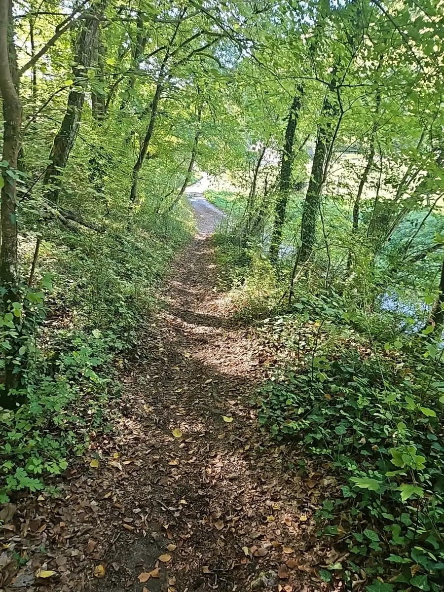 Woodland trail towards the end of the hillside section