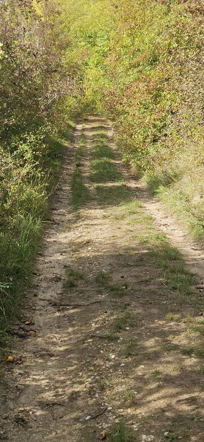 Petit chemin bordé de végétation sur les coteaux de Giverny